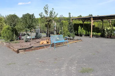 Szkółka Drzew i Krzewów owocowych Karolina Wyrzykowska